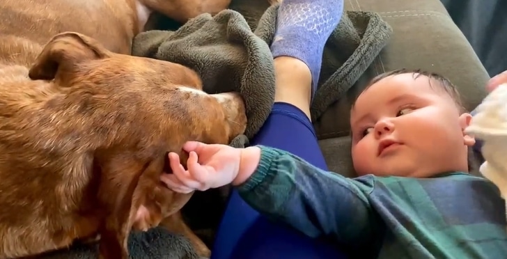 Ð¼Ð°Ð»ÑÑ Ð³Ð»Ð°Ð´Ð¸Ñ ÑÐ¾Ð±Ð°ÐºÑ