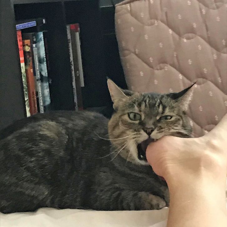 полосатый кот кусает за пятку