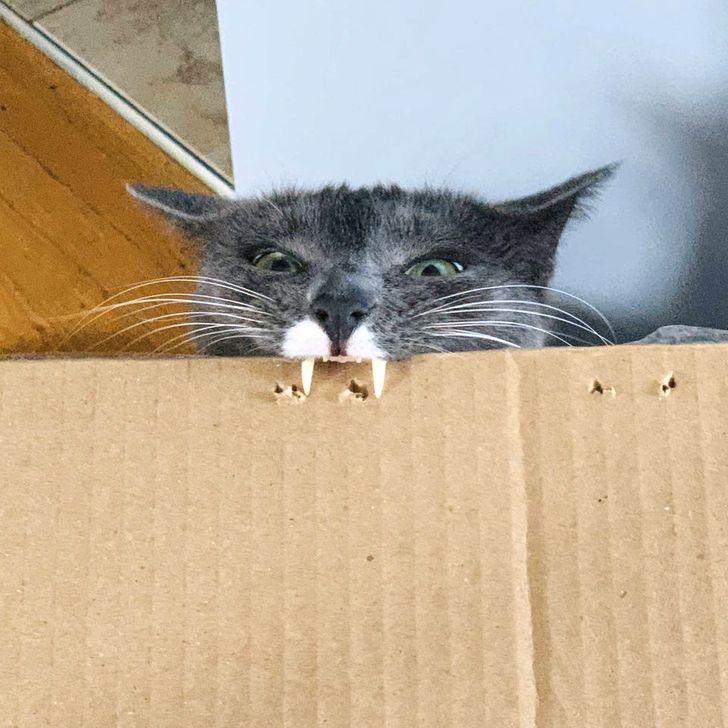серый кот кусает картонную коробку