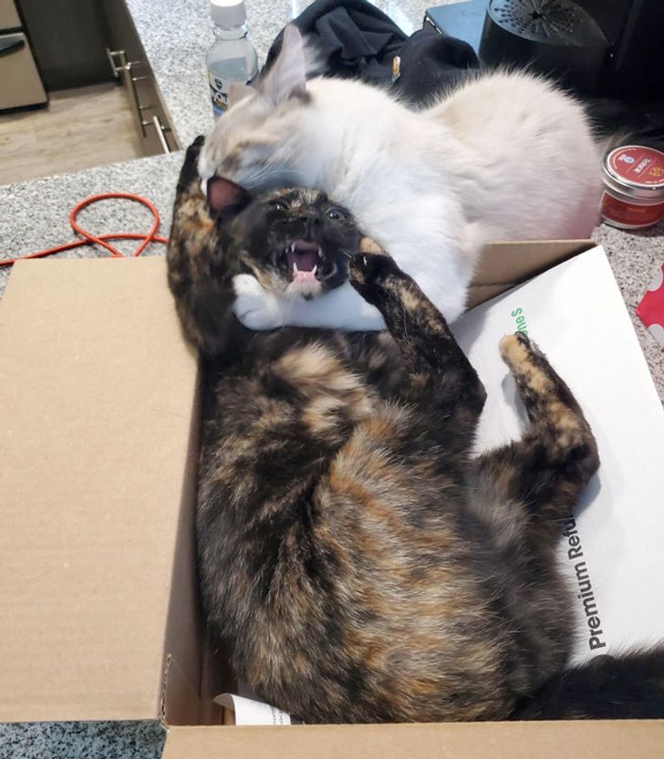 коты дерутся в коробке