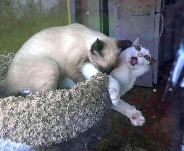 кот кусает кошку