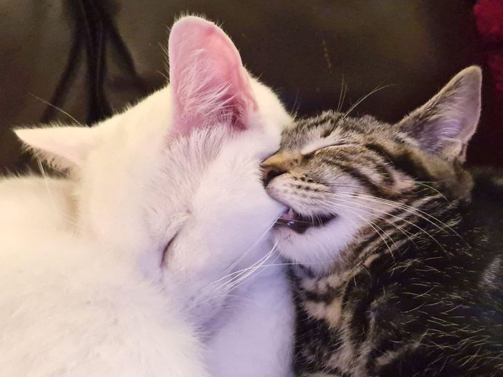 полосатый кот кусает белого за щеку