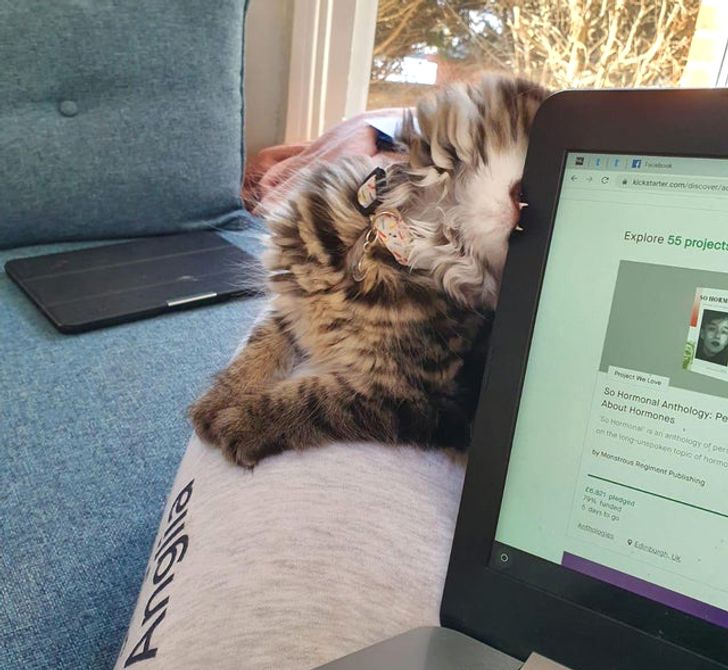 кошка кусает край ноутбука