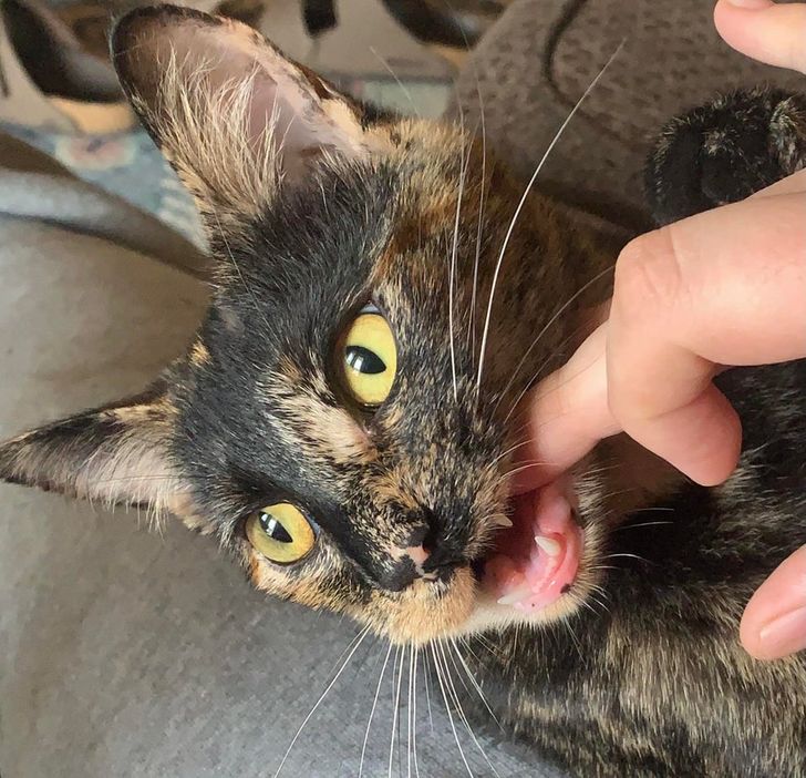 кот грызет палец хозяйки