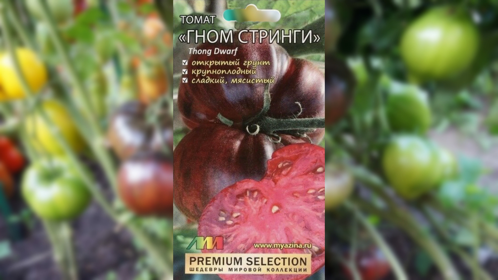 Томат сорта Гном Стринги. Приплюснутые плоды могут весить 250-300 г.
